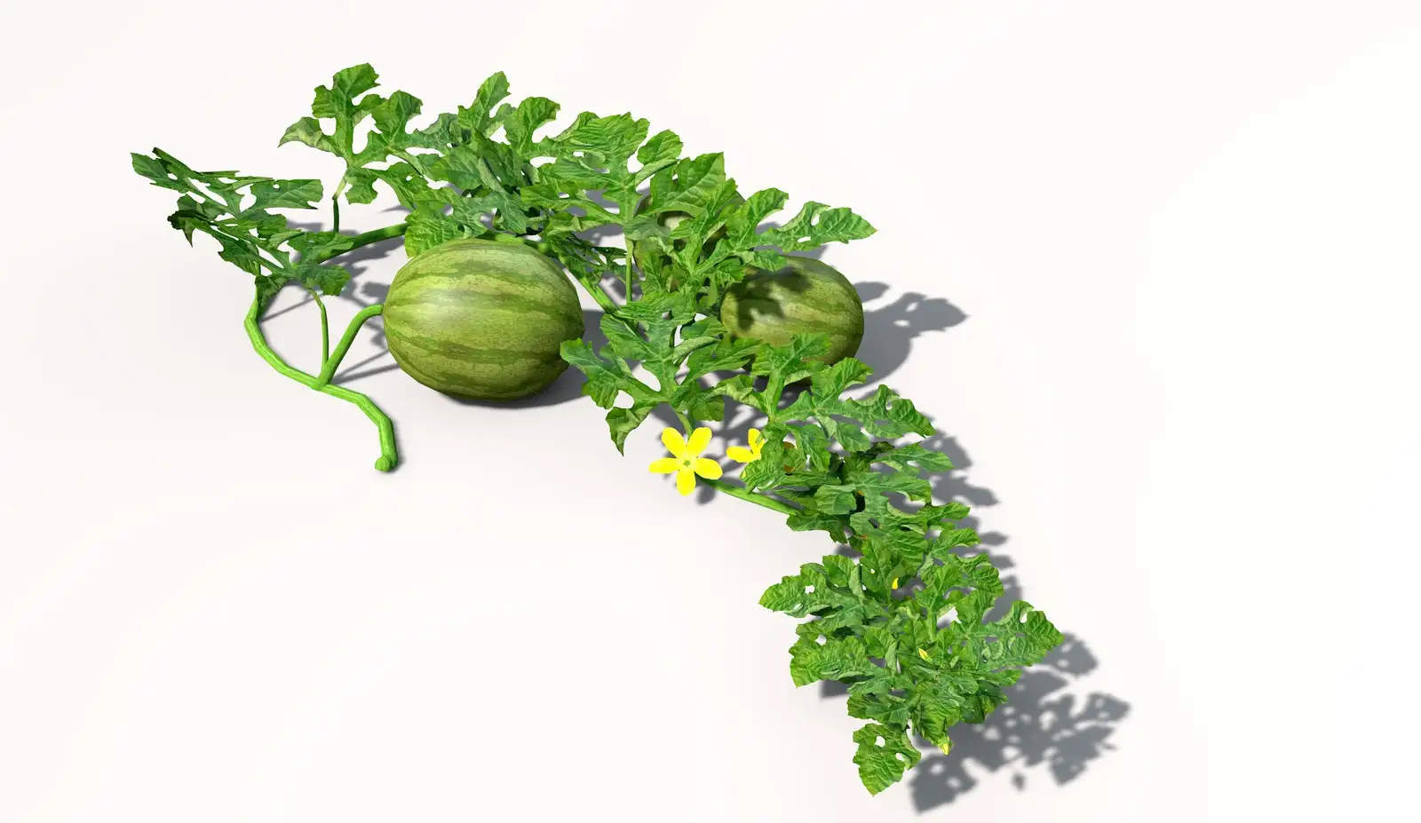 西瓜/西瓜蔓C4D模型 watermelon 3d mdoel