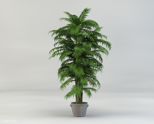 盆景植物C4D模型 Bonsai plants 3d model - C4D之家 - cinema4d_ 2014-05-19 下午4.36.57.jpg