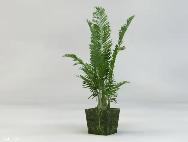 室内盆景装饰植物C4D模型 Bonsai plants 3d model - C4D之家 - cinema4d_ 2014-05-19 下午4.58.39.jpg