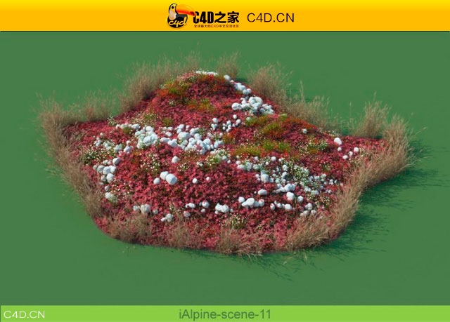 阿尔卑斯山植物和石头模型包R&D Group – iAlpine for MultiScatter - C4D之家 - medish-11.jpg