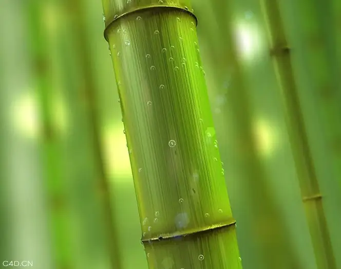 竹子C4D模型 Bamboo 3d model - C4D之家 - cinema4d_ 2014-05-25 上午12.56.29.jpg