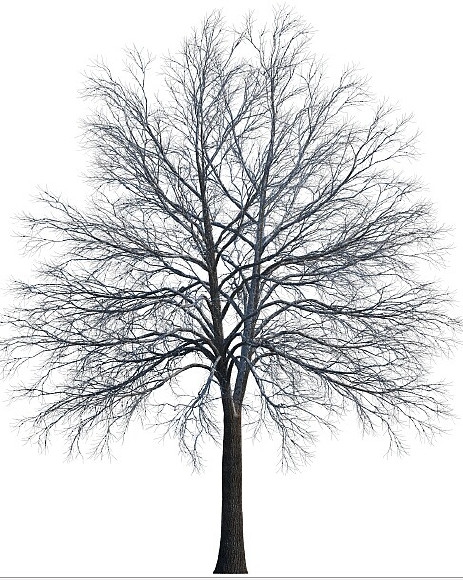 PNG高清树木贴图(10GB) Tree Maps - C4D之家 - 93c4a3c0fe4233bc821c8869e2824c75.jpeg