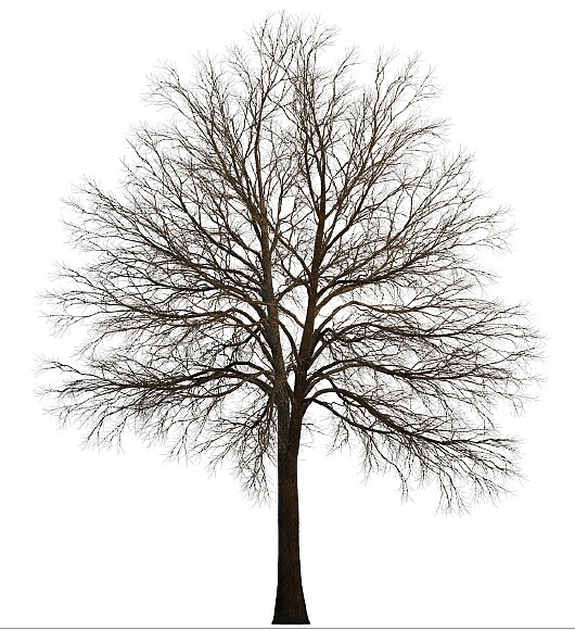 PNG高清树木贴图(10GB) Tree Maps - C4D之家 - 88028ecf0c6385cfa4ebc0f64be540f8.jpeg