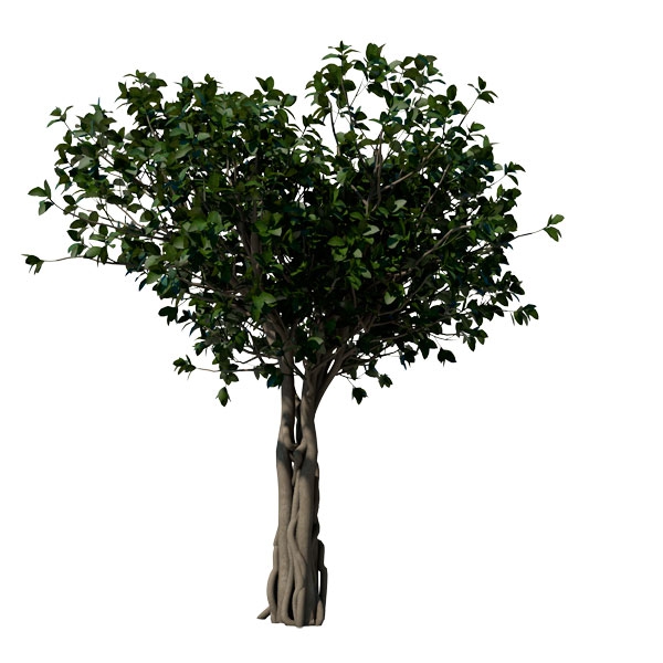 榕树C4D模型 Banyan 3d model - C4D之家 - AS06_5_Perspective.jpg