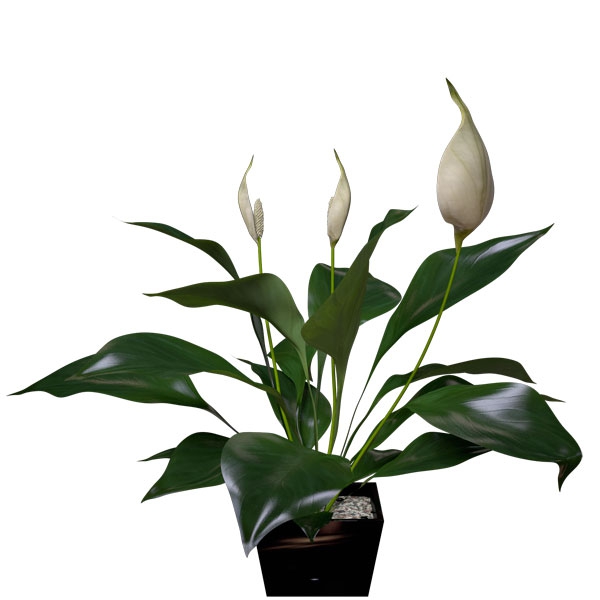 日本白鹤芋/白掌C4D模型 Peace Lily - C4D之家 - FL55_Billboard_02.jpg