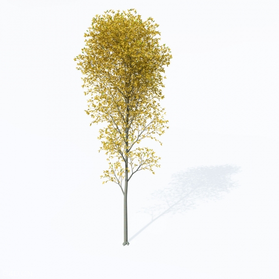 欧洲铁木C4D模型 European Hop Hornbeam - C4D之家 - EU50-european-hop-hornbeam-09_550x550.jpg