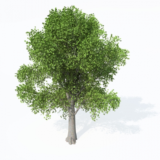 欧洲铁木C4D模型 European Hop Hornbeam