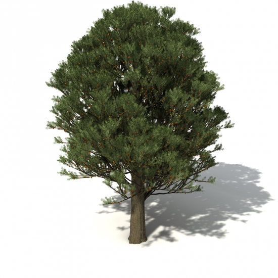 白松C4D模型 Totara 3d model - C4D之家 - OC19-totara-06_550x550.jpg