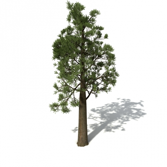 白松C4D模型 Totara 3d model - C4D之家 - OC19-totara-09_550x550.jpg