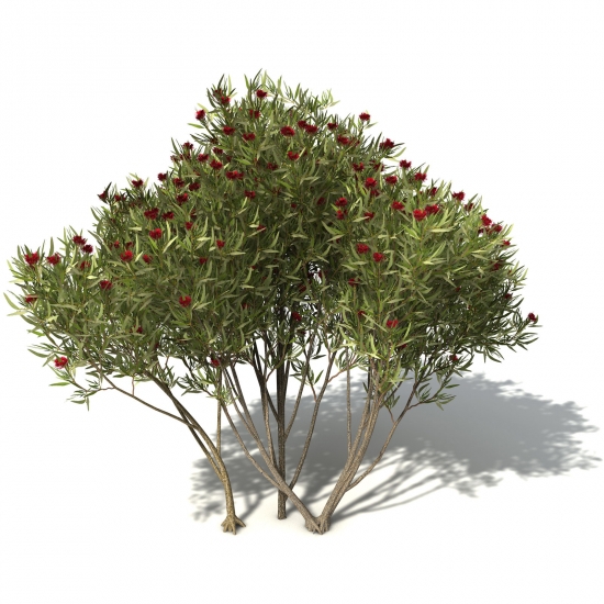 白色桉树C4D模型 White Mallee - C4D之家 - OC49-white-mallee-04_550x550.jpg