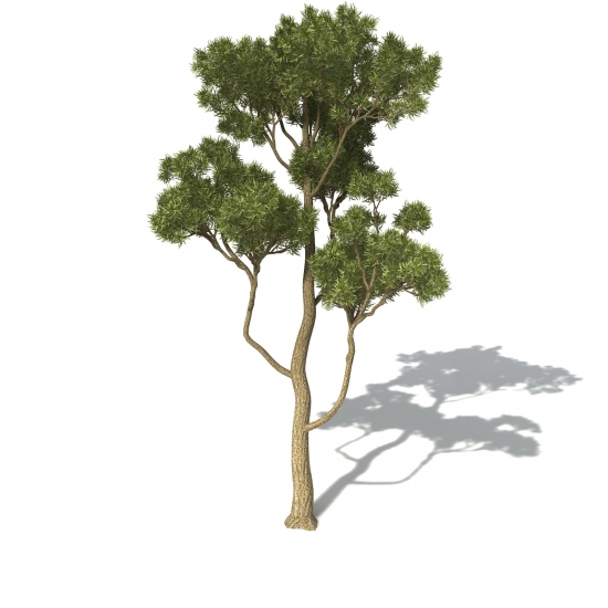 白色桉树C4D模型 White Mallee - C4D之家 - OC49-white-mallee-09_550x550.jpg