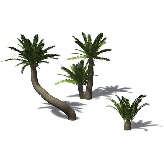 热带植物C4D模型 Bushman's River Cycad - C4D之家 - AF09_trio_550x354.jpg