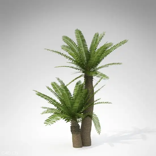 热带植物C4D模型 Bushman's River Cycad - C4D之家 - AF09m-bushmans-river-cycad_550x550.jpg