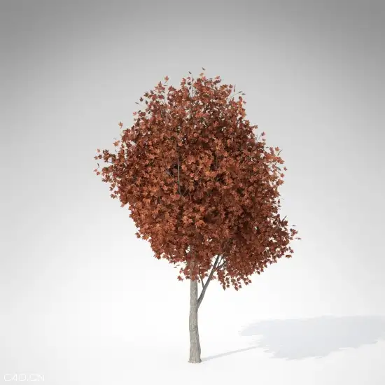 银枫C4D模型 Silver Maple
