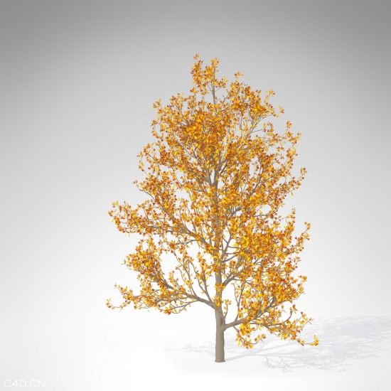 檫树C4D模型 Sassafras 3d model - C4D之家 - BL16m-sassafras_550x550.jpg