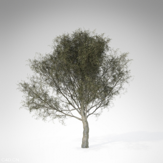 柳树C4D模型 Crack Willow 3d model