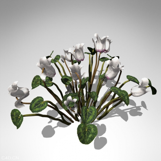 仙客来C4D模型 Cyclamen 3d model - C4D之家 - FL05-cyclamen-1_550x550.jpg
