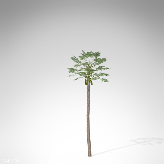 木瓜树C4D模型 Papaya 3d model - C4D之家 - FR01a-papaya_550x550.jpg
