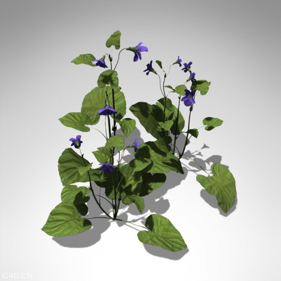 三色堇花卉C4D模型 Pansy 3d model - C4D之家 - GC20-pansy_550x550.jpg