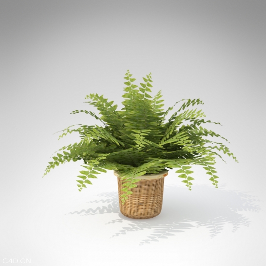 蕨菜类植物模型——鱼骨蕨C4D模型 Fishbone Fern - C4D之家 - HP17-fishbone-fern-1_550x550_2.jpg