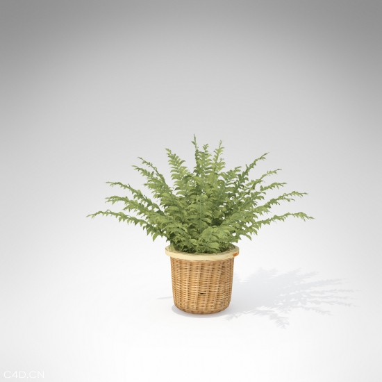 蕨菜类植物模型——鱼骨蕨C4D模型 Fishbone Fern