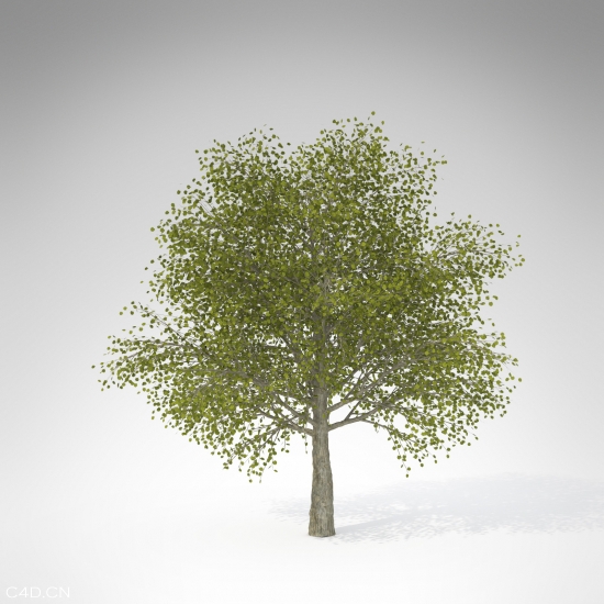 连香树C4D模型 Katsura Tree - C4D之家 - JA04a-katsura-tree_550x550.jpg