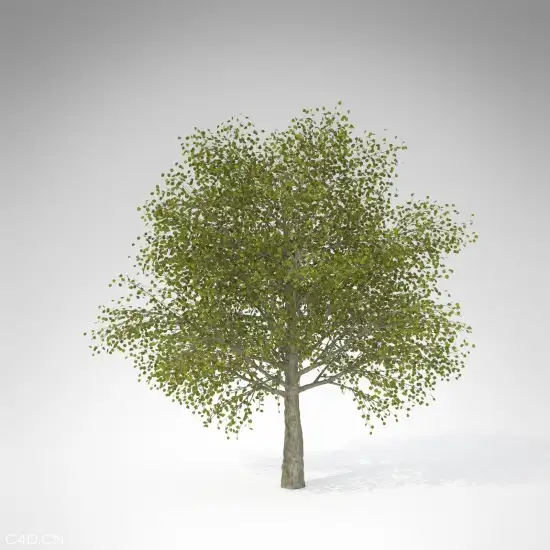 连香树C4D模型 Katsura Tree - C4D之家 - JA04a-katsura-tree_550x550.jpg