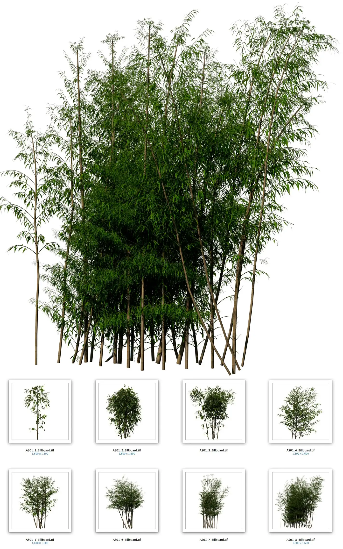 9幅竹林分层图片素材 Bamboo （tiff） - C4D之家 - cinema4d_-2014-06-07-下午6.03.31.jpg