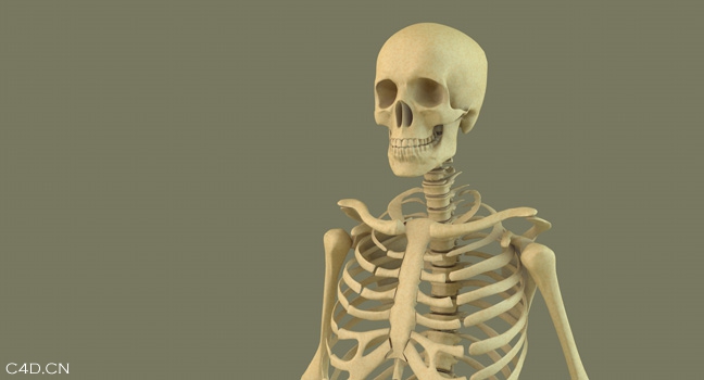 人体完整骨架C4D模型 Highpoly Skeleton