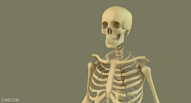 人体完整骨架C4D模型 Highpoly Skeleton