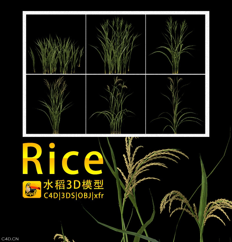 水稻C4D模型 Rice 3d model - C4D之家 - 联系表-001.jpg