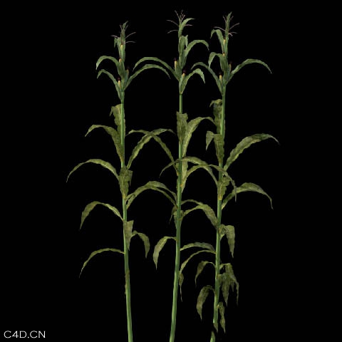 Xfrog 农业植物模型库大合集 Xfrog Libraries - Agriculture（2DVD）