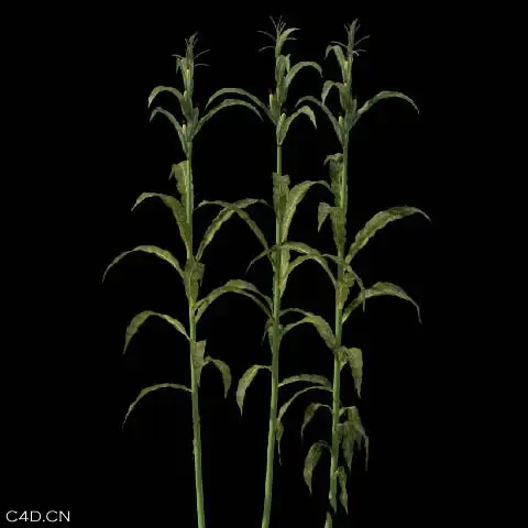 Xfrog 农业植物模型库大合集 Xfrog Libraries - Agriculture（2DVD）