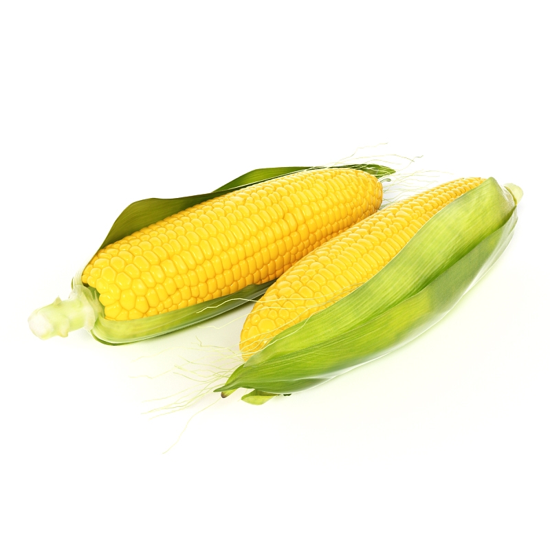玉米棒C4D模型 Maize 3D model - C4D之家 - 006.jpg