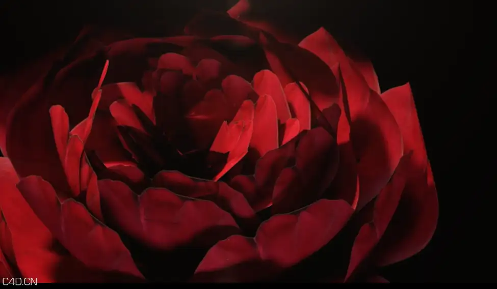 C4D玫瑰制作教程 Cinema 4D - Creating a Realistic Rose Tutorial - C4D之家 - 160332rz1fhzgko5vhhxe7.png