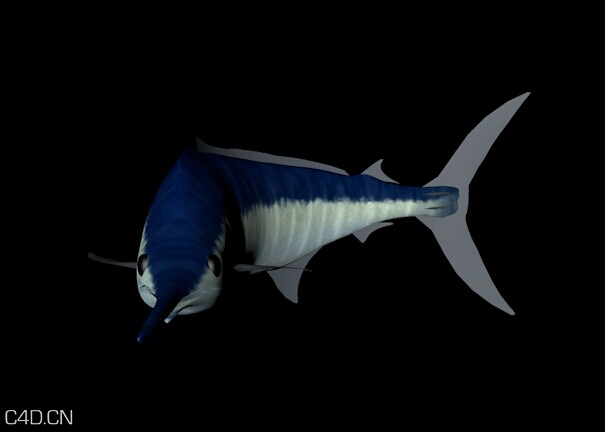 带骨骼带动画的游泳鱼 含贴图 - C4D之家 - 小鱼图片0050.jpg