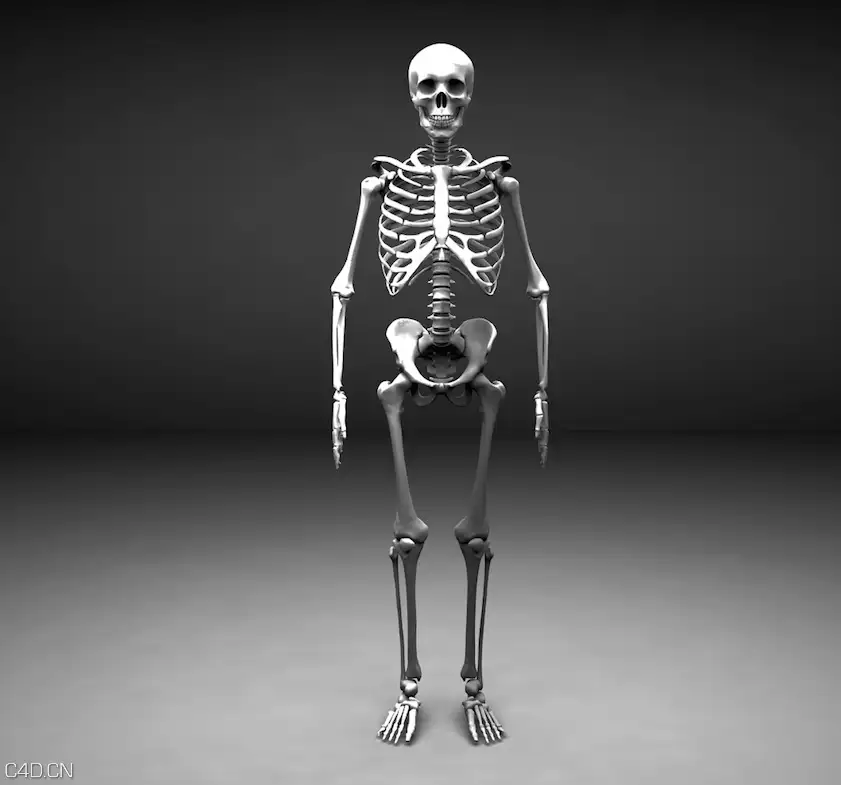 人体骨架C4D模型