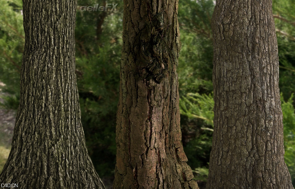 树皮材质合集 AsileFX Textures Seamless Bark - C4D之家 - example_01.jpg
