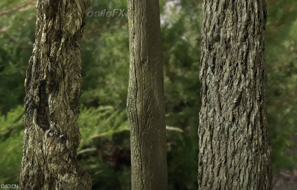 树皮材质合集 AsileFX Textures Seamless Bark