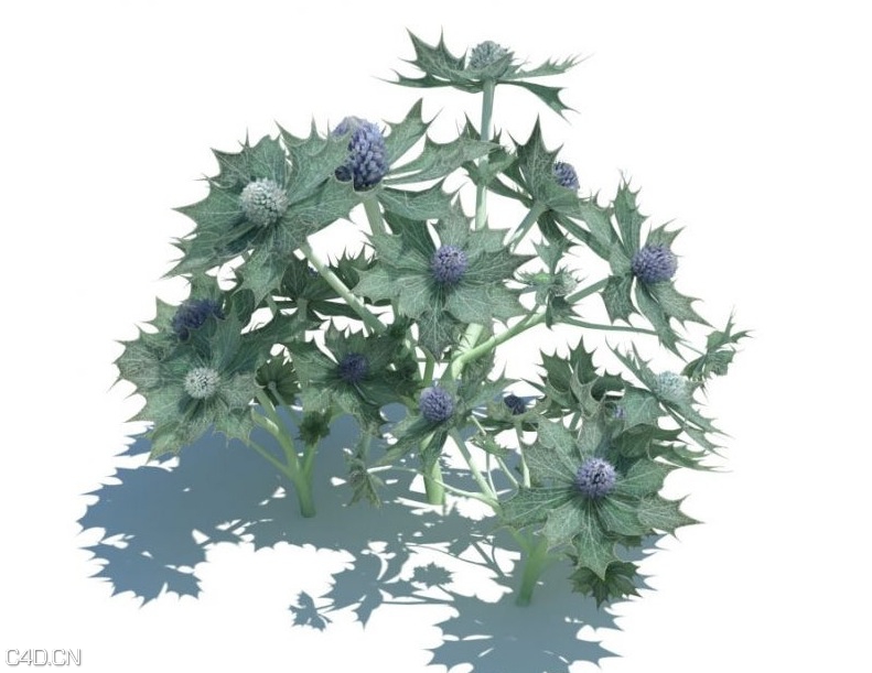 草和小植物3D模型 EVERMOTI0N: Archmodels vol.124 - C4D之家 - cinema4d_ 2014-09-05 18.09.58.jpg