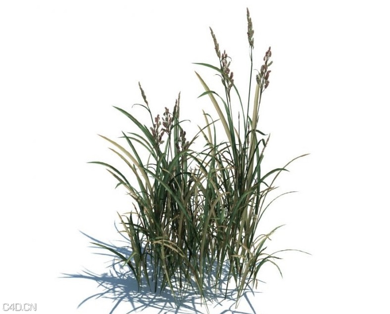 草和小植物3D模型 EVERMOTI0N: Archmodels vol.124 - C4D之家 - cinema4d_ 2014-09-05 18.10.01.jpg