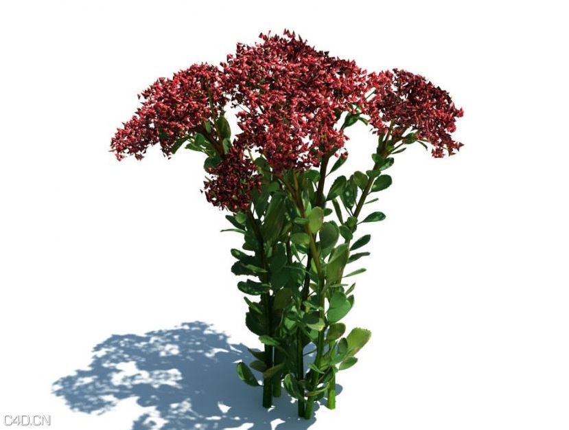 草和小植物3D模型 EVERMOTI0N: Archmodels vol.124 - C4D之家 - cinema4d_ 2014-09-05 18.10.05.jpg