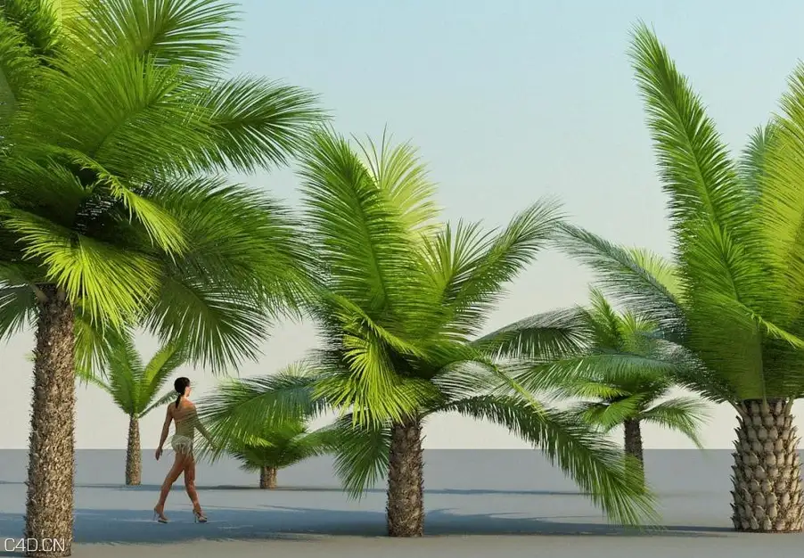热带树木3D模型 iCube R&D: itrees Palm Vol.1 - C4D之家 - cinema4d_ 2014-09-06 11.09.23.jpg
