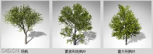 欧洲丘陵和平原植物3D模型 XfrogPlants – EUROPE 1 - C4D之家 - df31511_30.jpg