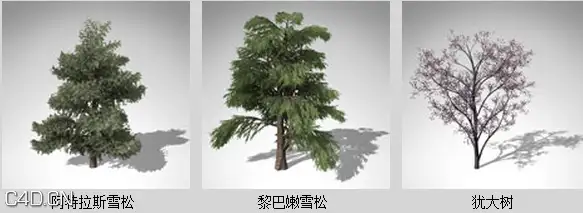 地中海树木3D模型 XfrogPlants – MEDITERRANEAN - C4D之家 - df31610_38.jpg