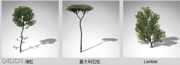 地中海树木3D模型 XfrogPlants – MEDITERRANEAN - C4D之家 - df31611_42.jpg