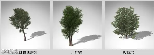 地中海树木3D模型 XfrogPlants – MEDITERRANEAN - C4D之家 - dvd1610_40.jpg