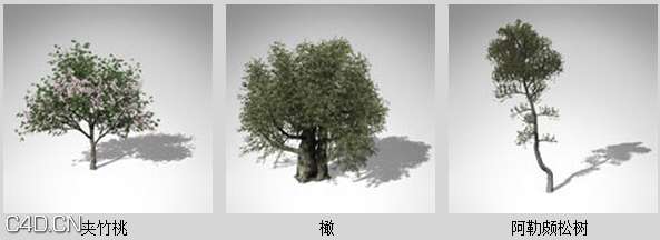 地中海树木3D模型 XfrogPlants – MEDITERRANEAN - C4D之家 - df31611_41.jpg