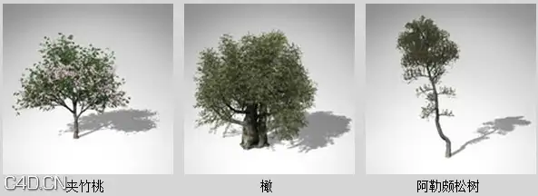 地中海树木3D模型 XfrogPlants – MEDITERRANEAN - C4D之家 - df31611_41.jpg