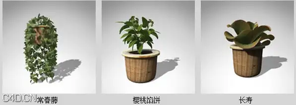 室内盆栽3D模型 XfrogPlants- HOUSEPLANTS - C4D之家 - cc2032_52.jpg